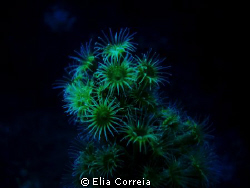 Yellow Encrusting Anemone! by Elia Correia 